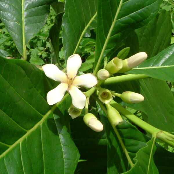 Sementes de Genipapo - Genipa americana L.