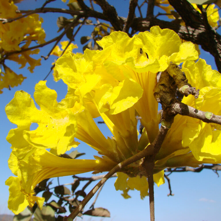 Sementes de Ipê Amarelo do Cerrado Tabebuia aurea Sementes Nativas