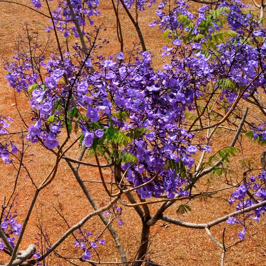 Sementes De Caroba Jacaranda Brasiliana Sementes Nativas