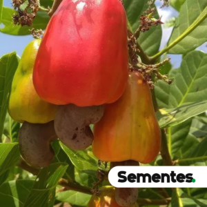 Sementes de Caju Anacardium occidentale