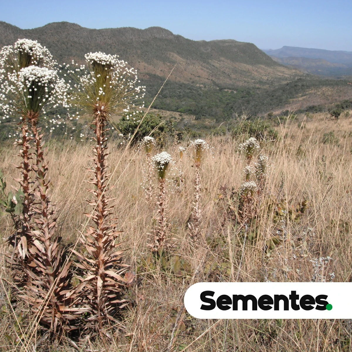 Sementes de Chuveirinho - Paepalanthus chiquitensis - Imagem 2
