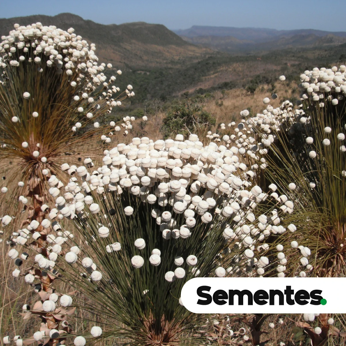 Sementes de Chuveirinho - Paepalanthus chiquitensis - Imagem 3