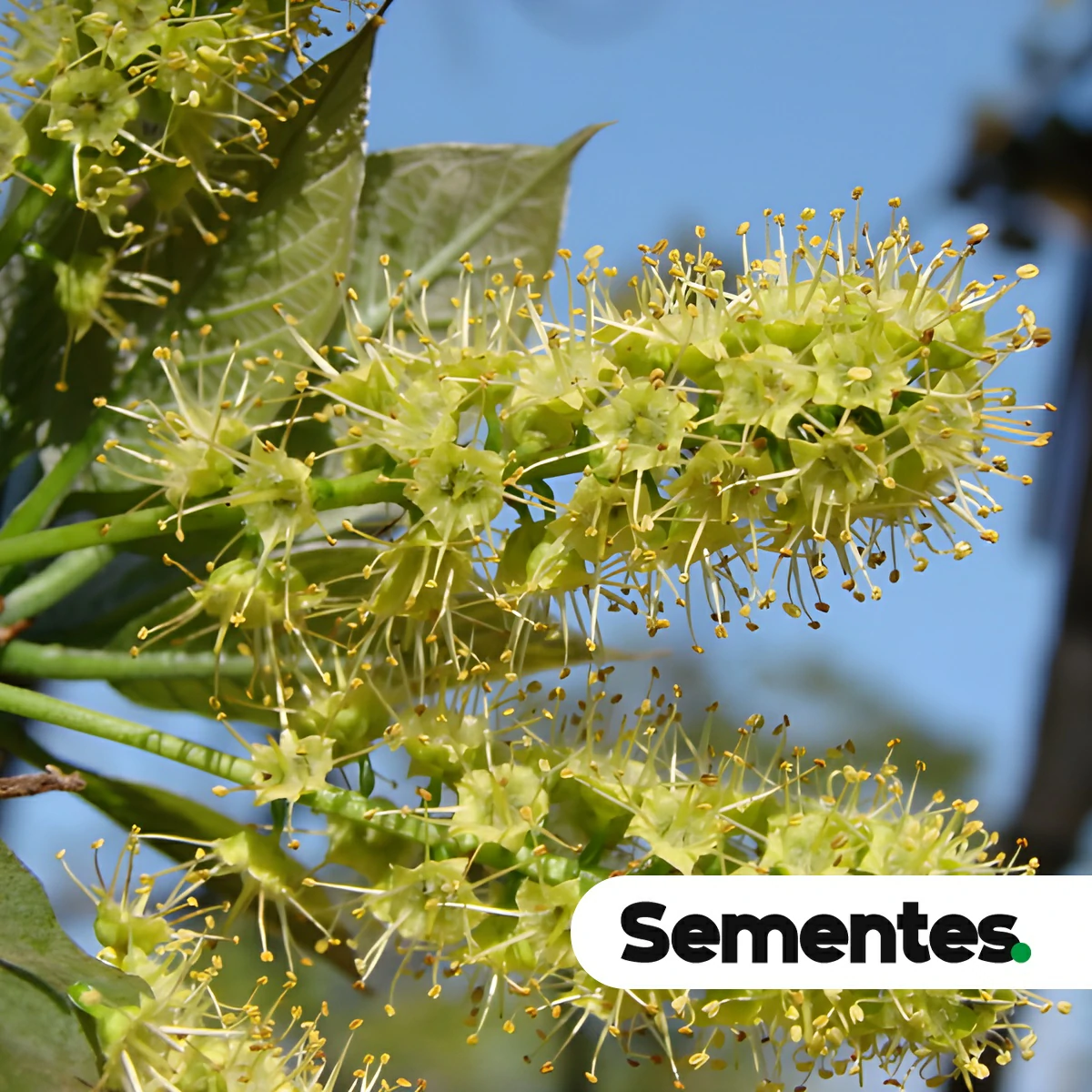 Sementes de Capitão do mato - Terminalia argentea - Imagem 6