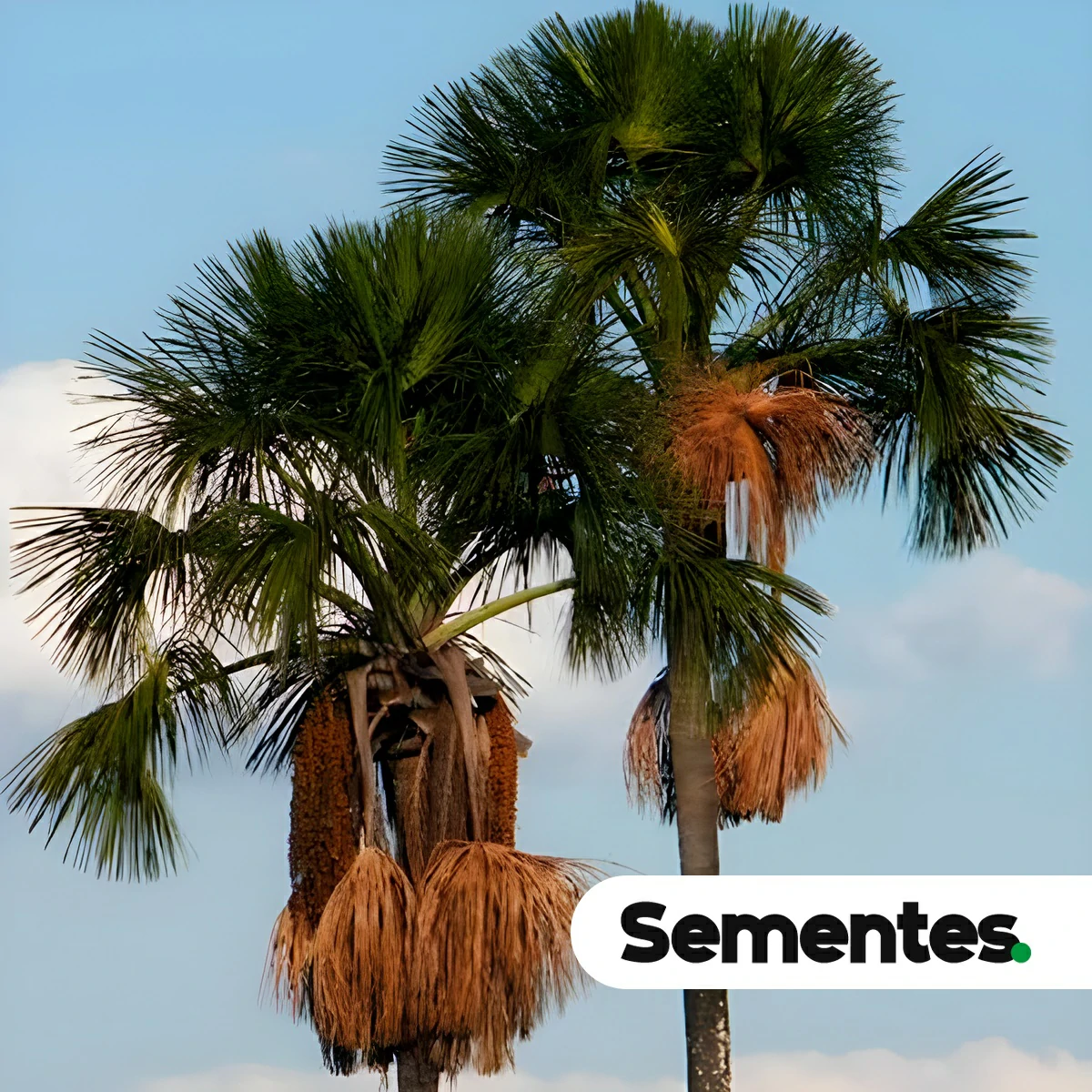 Sementes de Buriti - Mauritia flexuosa - Imagem 6