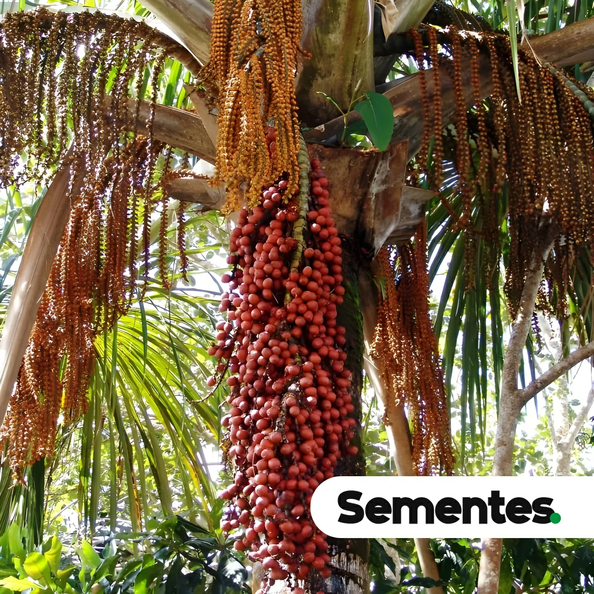Sementes de Buriti - Mauritia flexuosa - Imagem 7