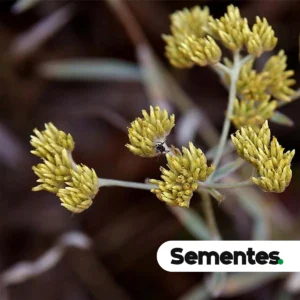 Sementes-de-Macela-Achyrocline-satureioides