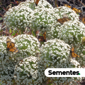 Sementes de Sempre viva Actinocephalus polyanthus