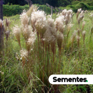 Sementes de Vassourinha Andropogon bicornis