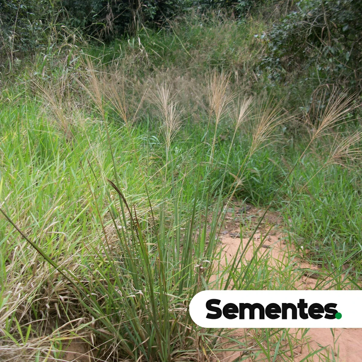 Sementes de Colonião grande – Axonopus pressus - Imagem 2
