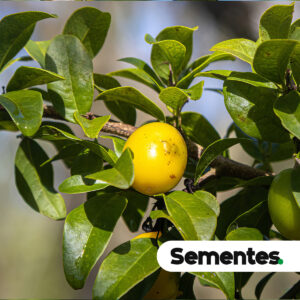 Sementes de Ameixa do Cerrado – Ximenia americana