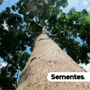 Sementes de Mogno Africano – Khaya senegalensis